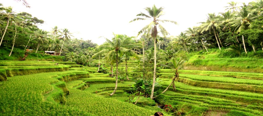 Ubud Bali Reisterrassen