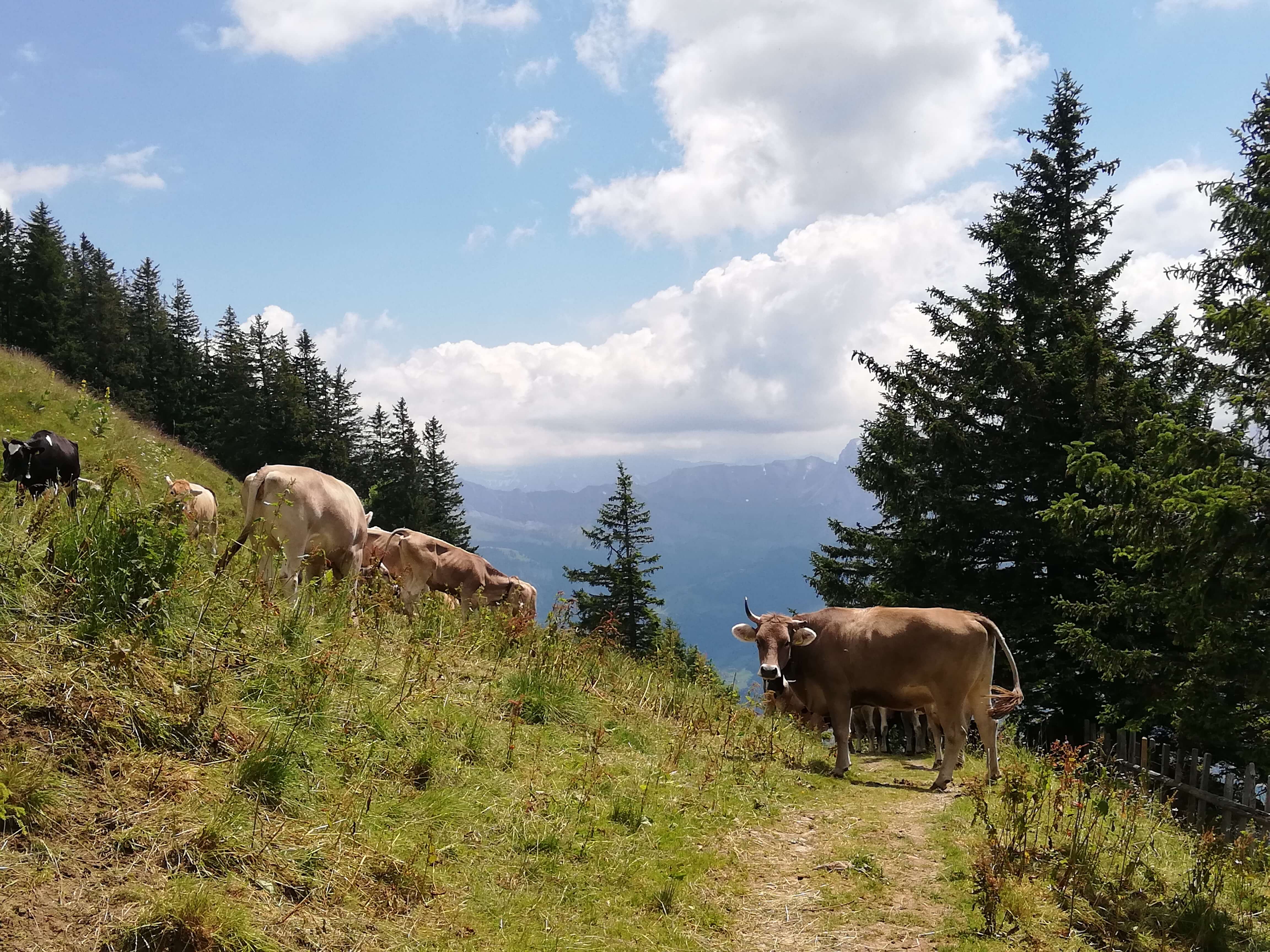 Rigi Wanderung