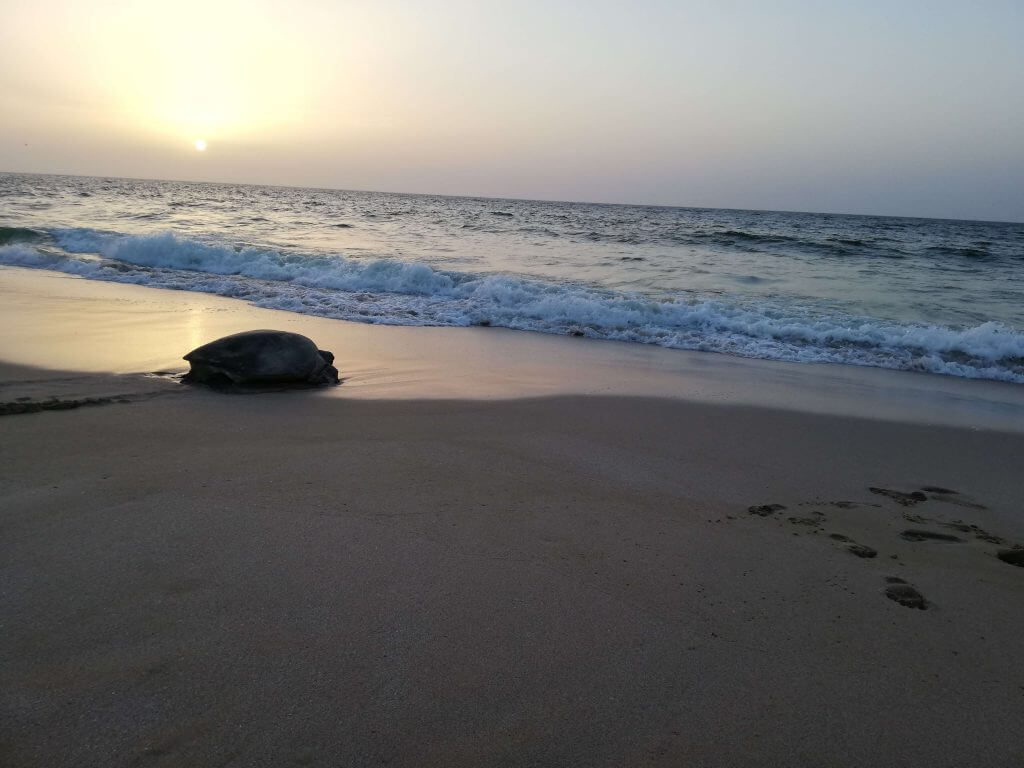 Ras al Jinz Oman Turtle Beach 