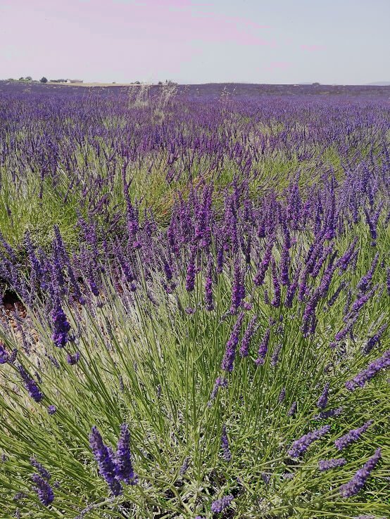 Lavendelfeld in der Provence