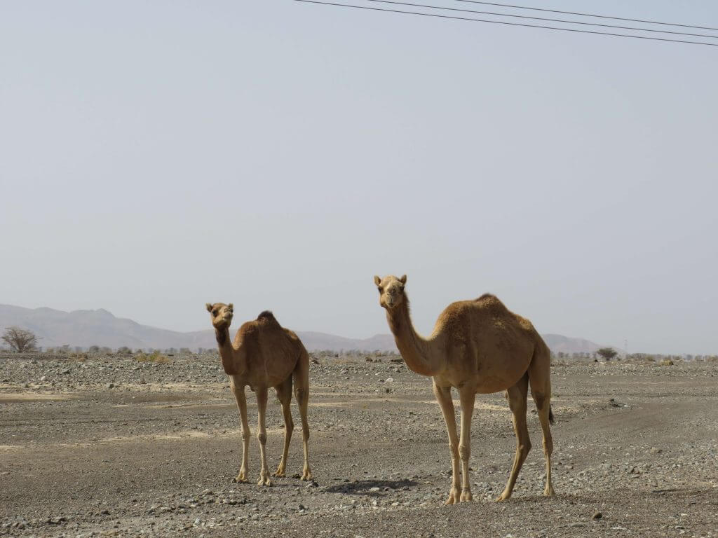 Kamele auf der Straße im Oman 