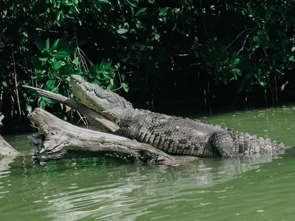 Krokodil Mexiko Rio Lagartos 