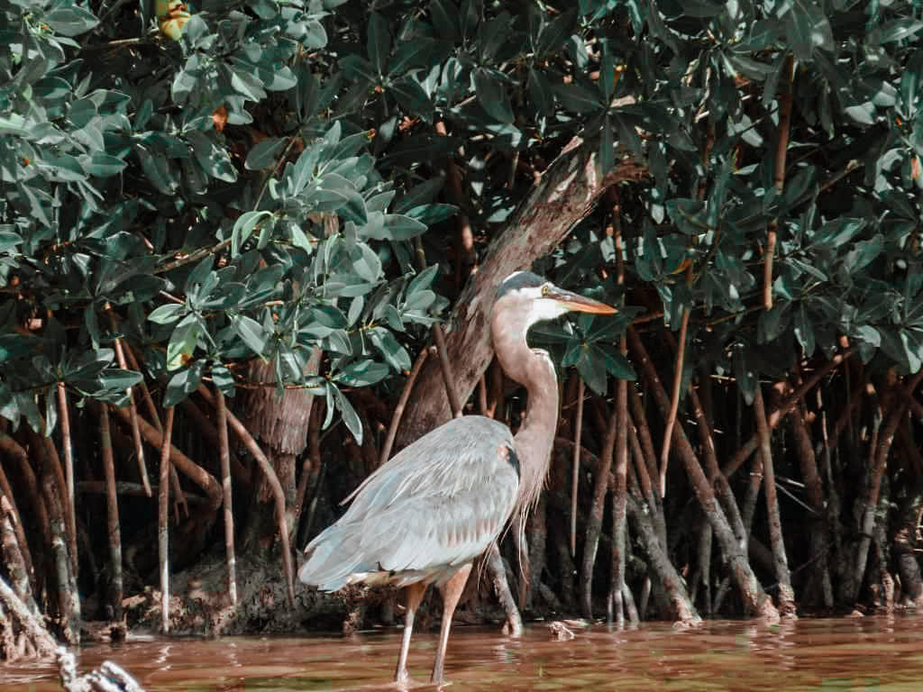 Rio Lagartos Mexiko