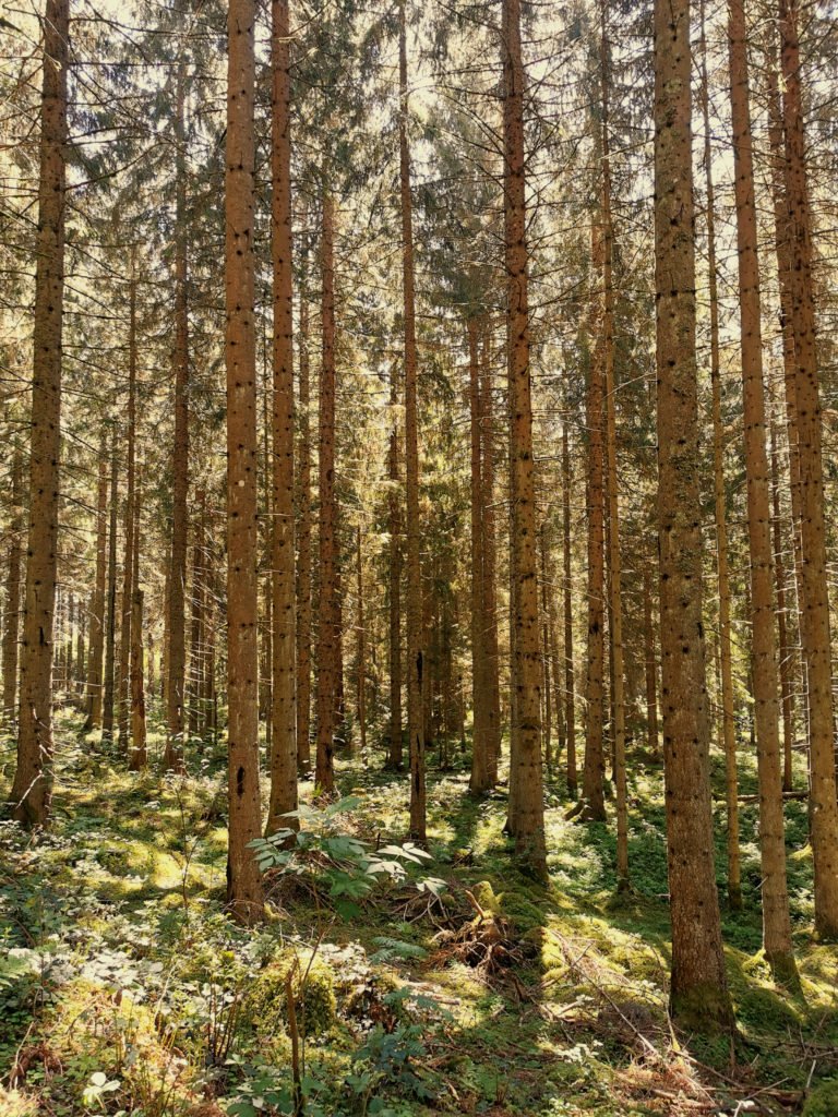Schwarzwald Jägersteig